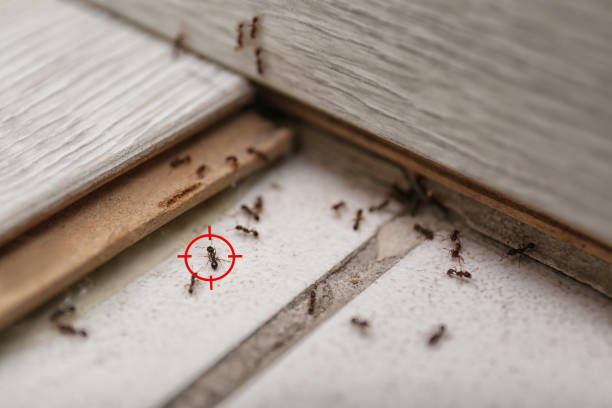 Best Local Pest Control Services  in Willow Grove, TX